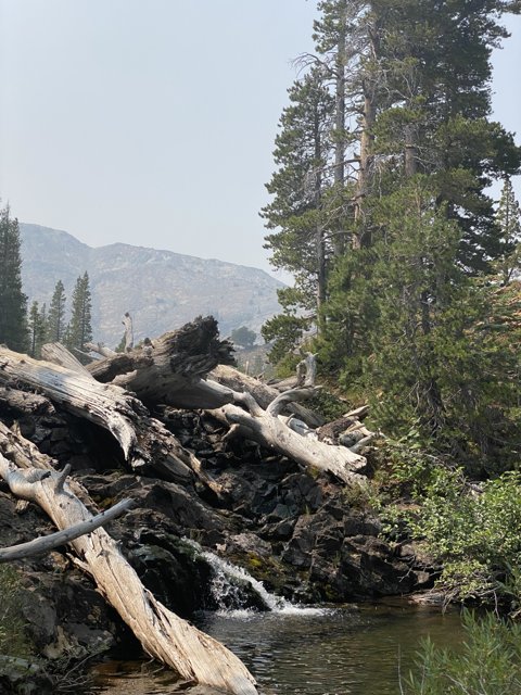 Fallen Fir Tree on Creek in Desolation Wilderness