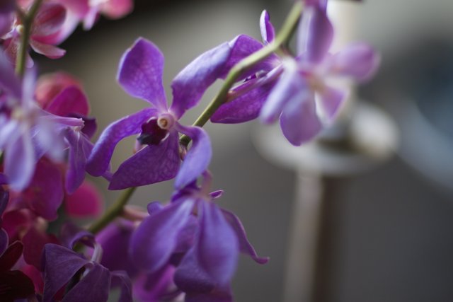 Pristine Purple Orchids