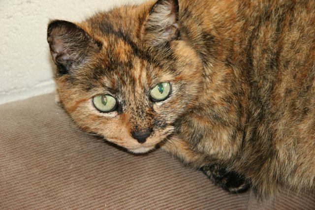 Couch Cat with Green Eyes