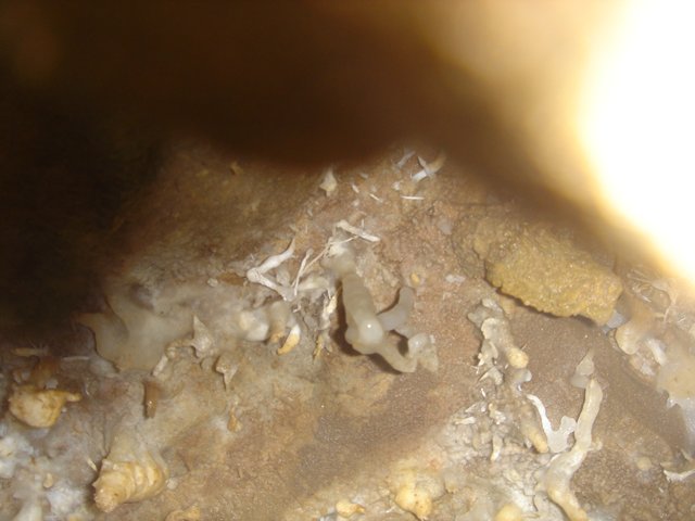 Cave-Dwelling Baby Animal