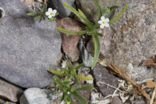 Delicate Wildflower Among Rocks