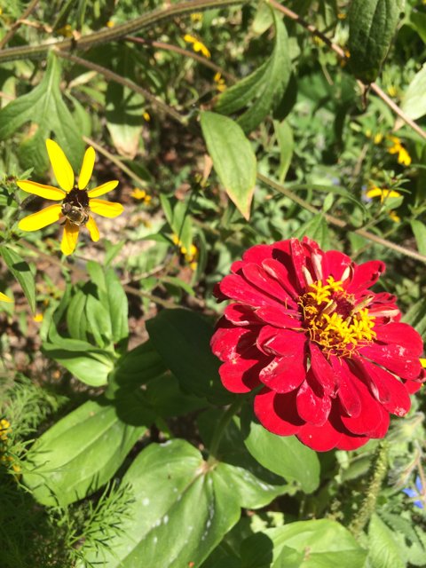 Vibrant Red Flower with Yellow Center