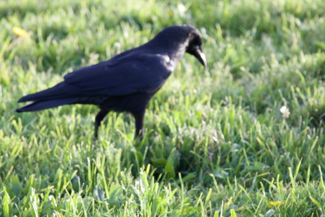 Fort Mason's Black Feathered Visitor