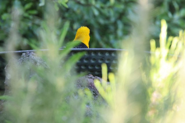 Hooded Oriole Bathing Through Garden Foliage