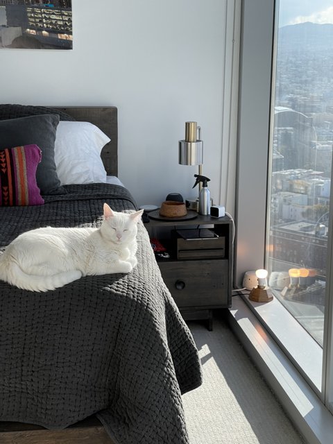 White Cat Lounging on a Cozy Bed in San Francisco