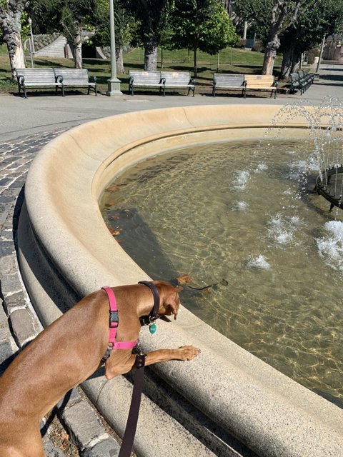 Contemplating the Fountain
