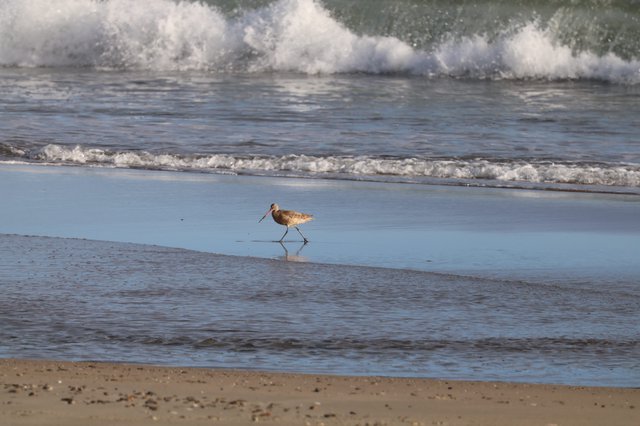 Solitary Shorebird Foraging at Drakes Beach
