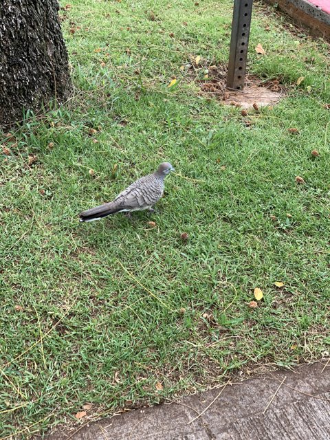 Graceful Pigeon in the Greenery