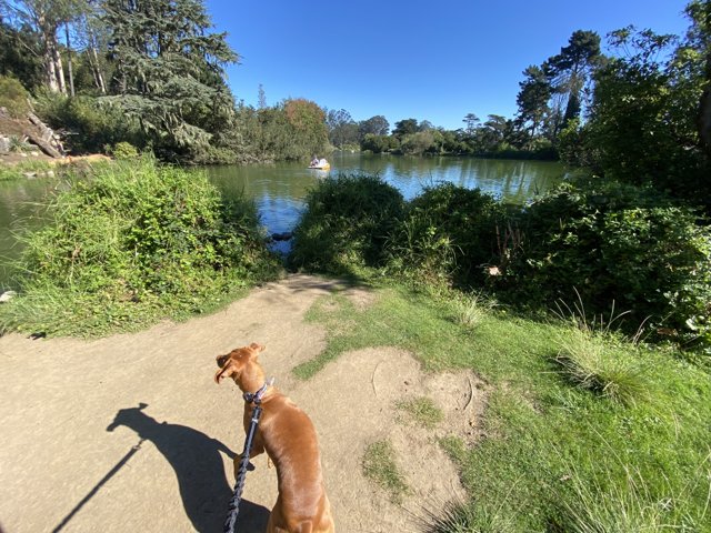A Serene Stroll by the Lake