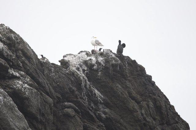 Seagull Reigns Supreme Atop Coastal Rocky Outcrop