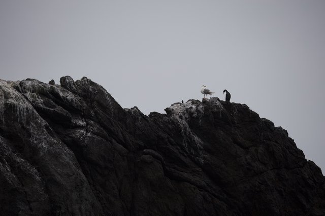 Seabirds Perched Atop Rugged Coastal Rock Formation