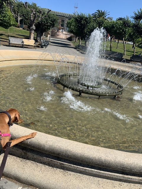 Curious Pup at the Majestic Fountain