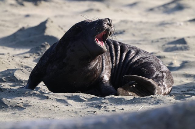 Young Elephant Seal Pup Yawning on Sandy Beach