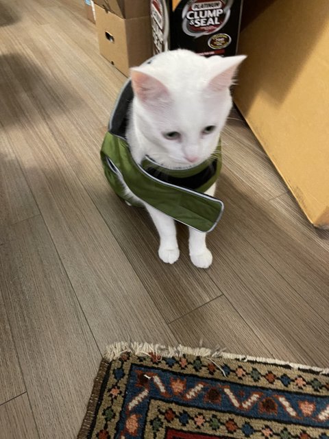 Fashionable Feline on a Cozy Rug