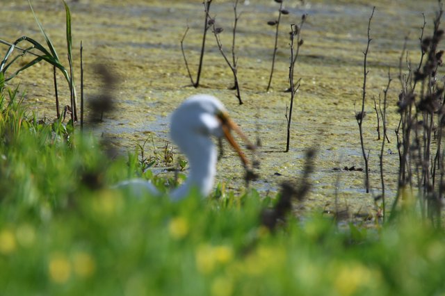 Great Egret Hunting in Wetland Shallows