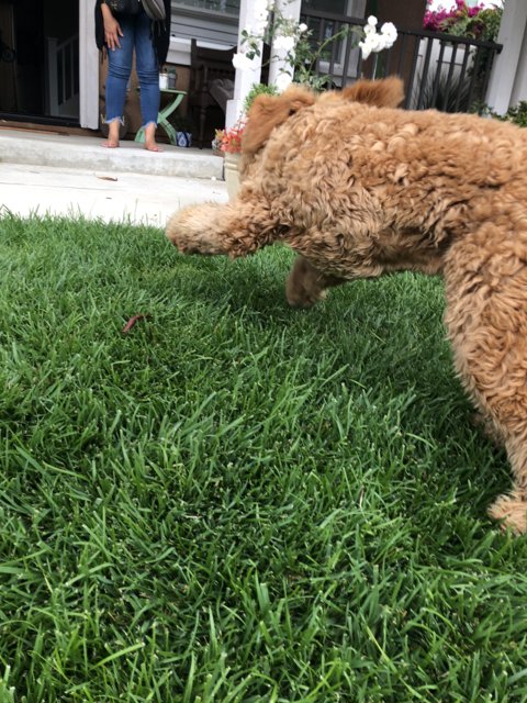 Playful Poodle on the Lawn