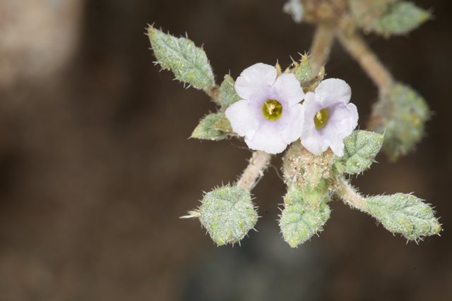 White Geranium Blossom with Green Leaves