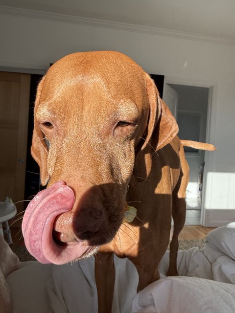 Canine Charisma