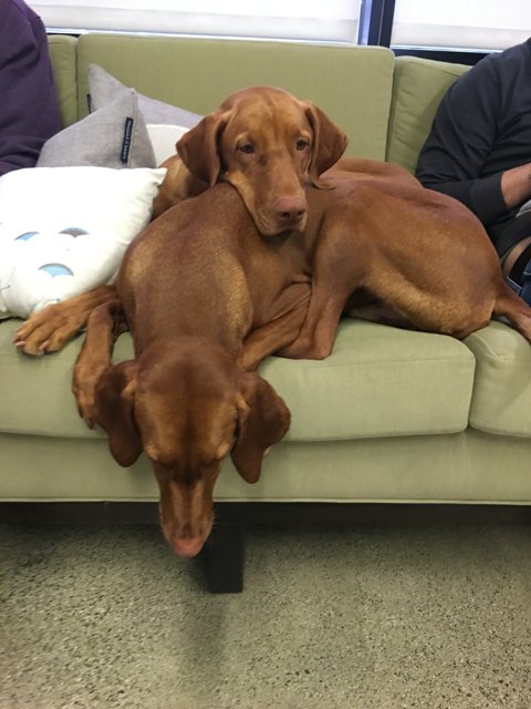 Two Dogs Cuddling on a Cozy Couch