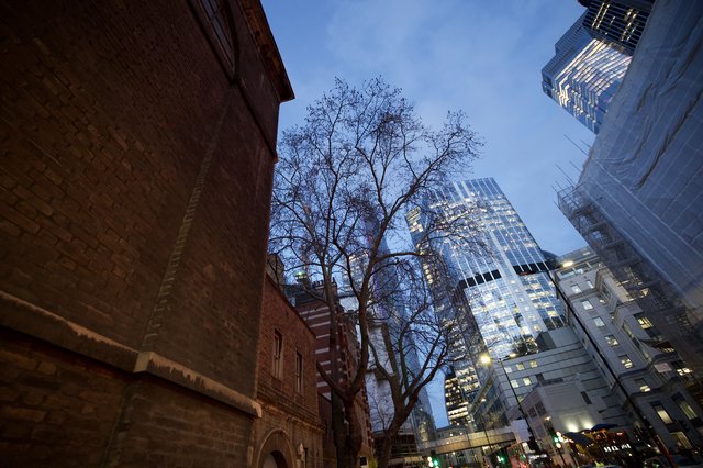 Bare Tree Framed by Urban Architecture at Dusk
