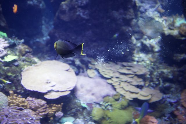 Dark Surgeonfish Swimming Through Coral Reef Aquarium