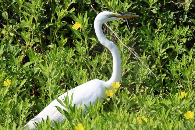 Great Egret Stalking Among Yellow Wildflowers in Wetland
