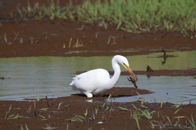 Great Egret Catches Crayfish in Muddy Wetland Waters