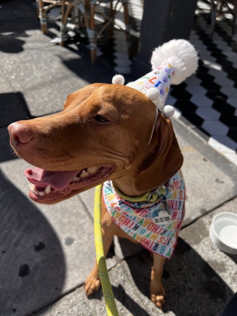 Party Pup on Parade