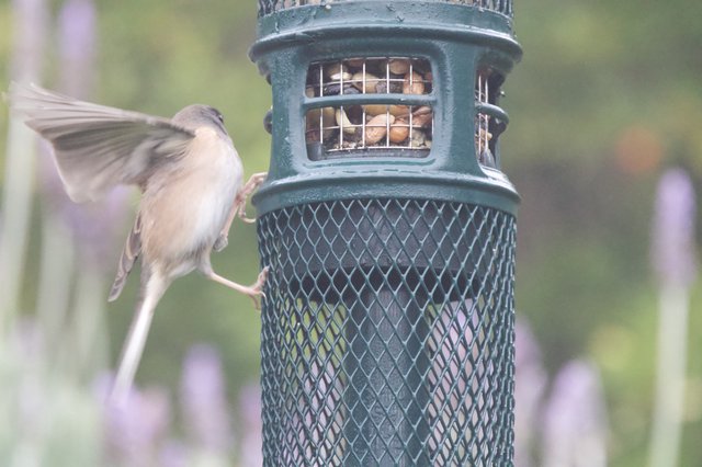 House Sparrow in Flight at Bird Feeder