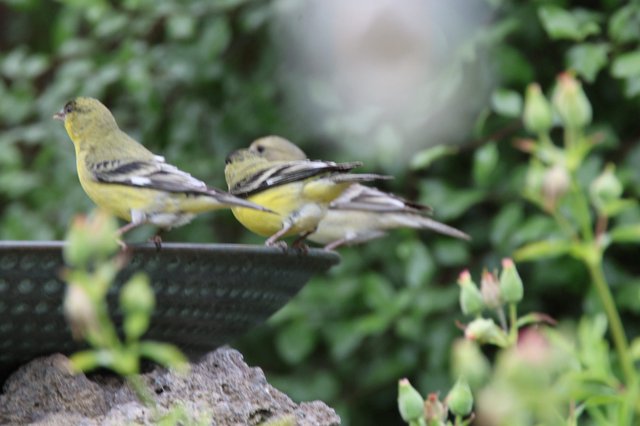 Lesser Goldfinches Perched Together on Garden Feeder