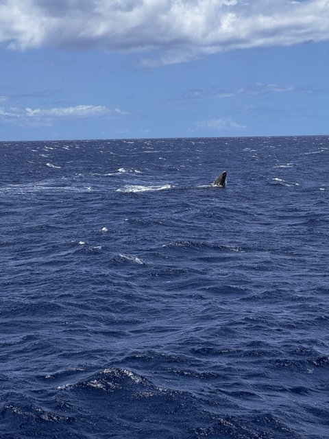 Majestic Whale in the North Pacific Ocean