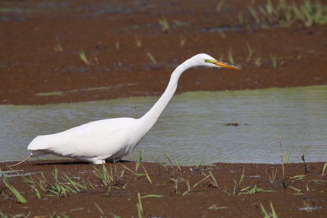 Great Egret Hunting in Shallow Wetland Waters