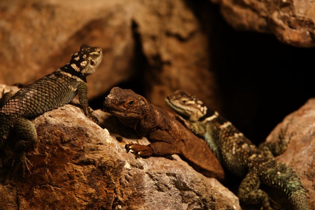 Trio of Lizards at Oakland Zoo