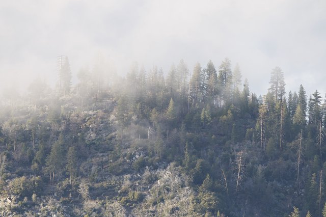 Misty Forest Ridge in Yosemite Winter
