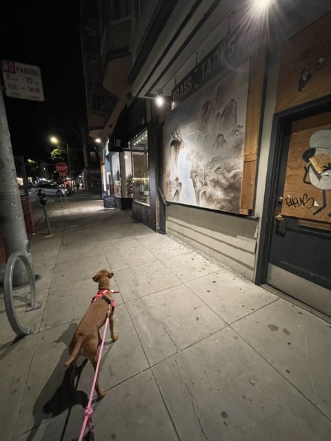 Nighttime Walkies in San Francisco