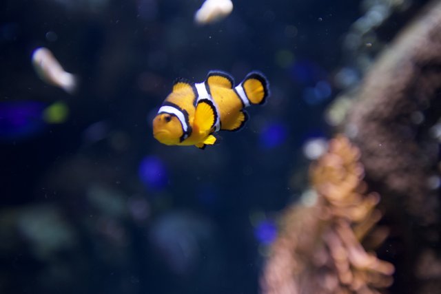 Clownfish in Aquatic Splendor