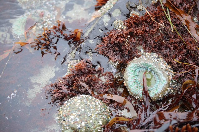 Sea Anemone in Rocky Intertidal Tide Pool