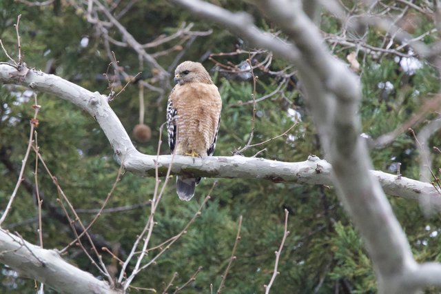 Red-shouldered Hawk Perched on Winter Branch