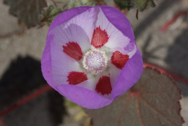 Vibrant Purple Flower with Red and White Centers
