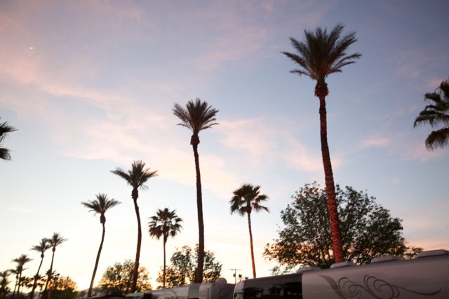 Sunset RVs and Palm Trees