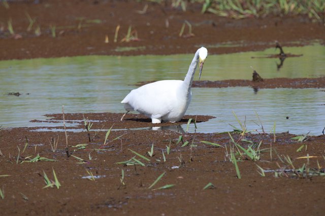Great Egret Foraging in Flooded Agricultural Wetlands