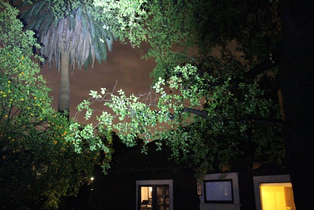Nighttime Garden Tree
