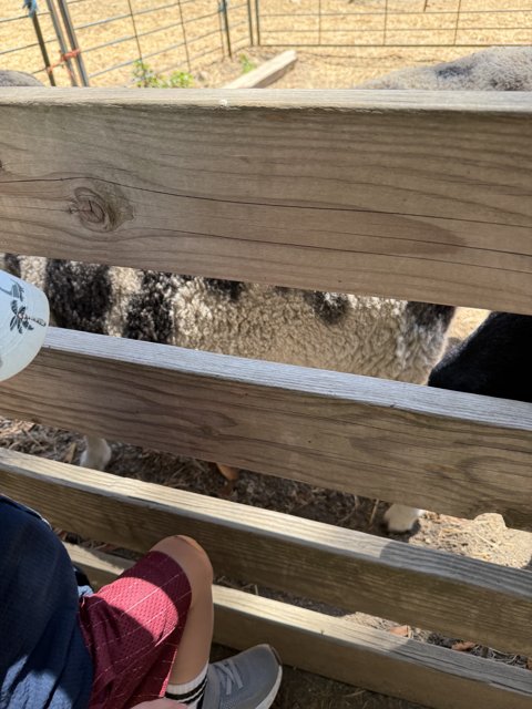 Curious Encounters at Tilden