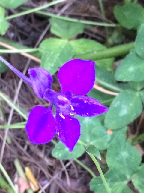 Purple Petunia in the Grass