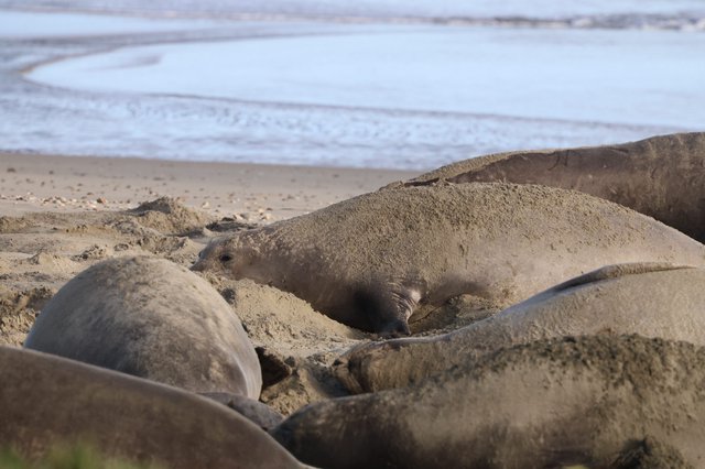 Elephant Seal Pup Nestled in Sandy Beach Cradle