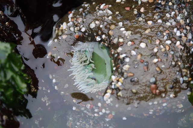 Green Sea Anemone Exposed at Low Tide