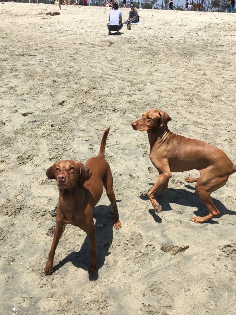 Canine Playtime on the Sunny Beach