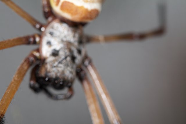 Long-necked Garden Spider