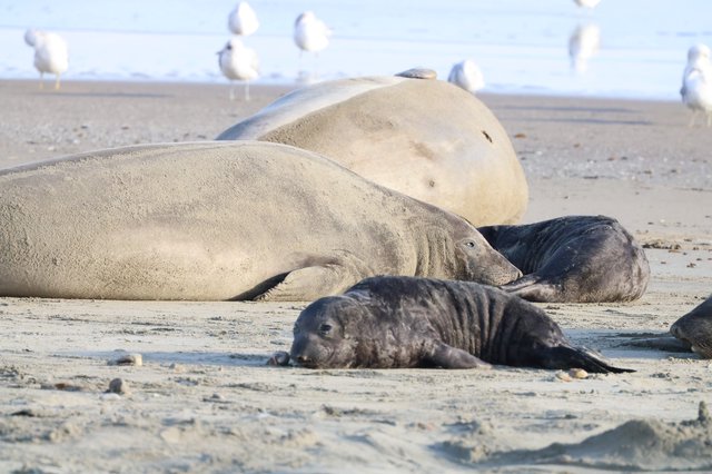 Elephant Seal Mother with Dark Pups on Beach