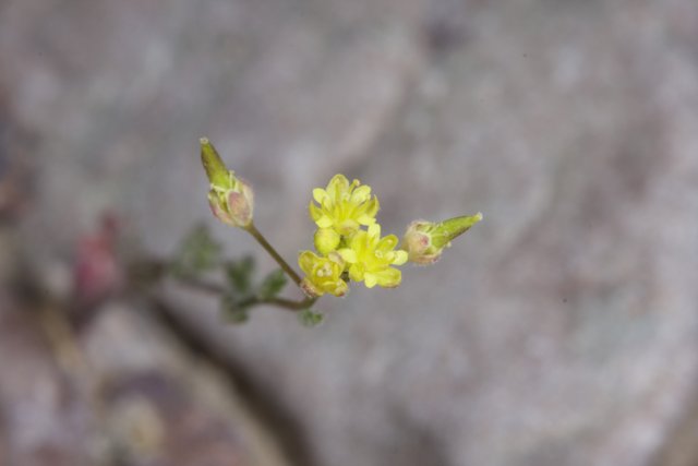 Tiny Geranium Flower Blooming on Rocky Terrain